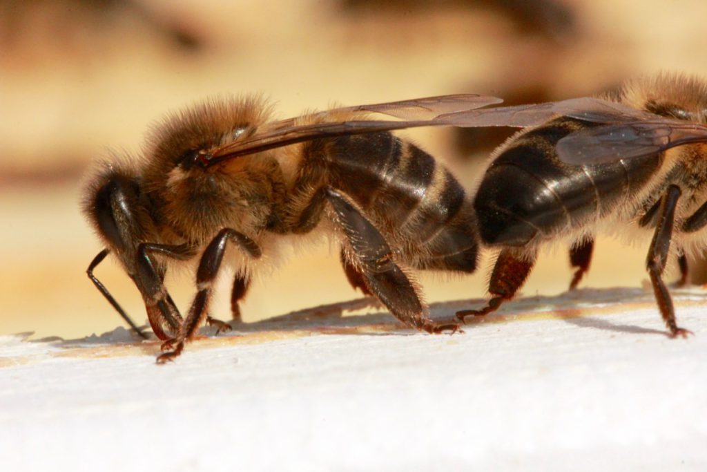 Die Dunkle Biene informiert Imkerverein des Sensebezirks