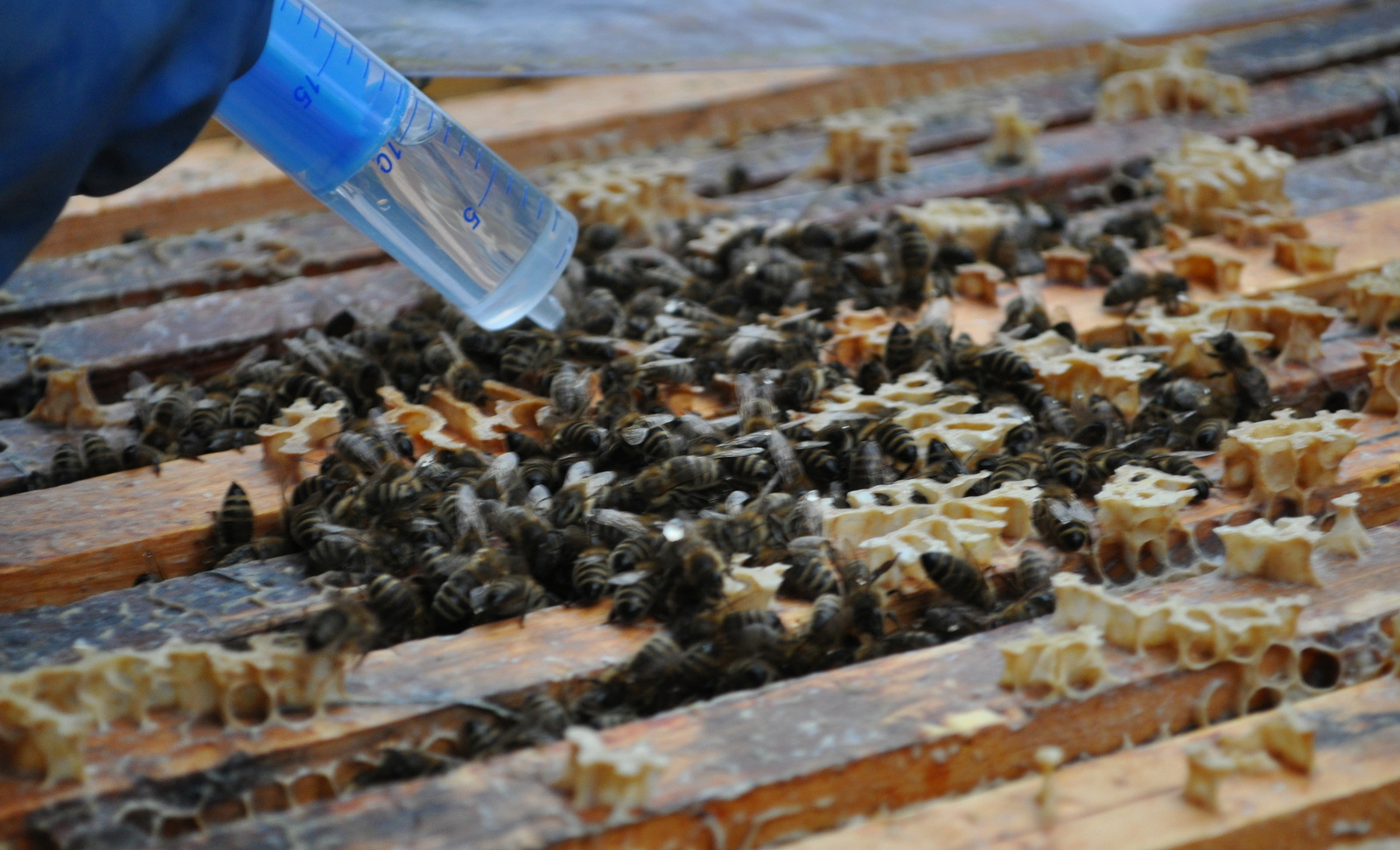 Подкормка пчел ранней весной. Весенняя подкормка пчелосемей. Подкорм пчел. Подкормка пчел. Пчеловодстве для подкормки пчёл.